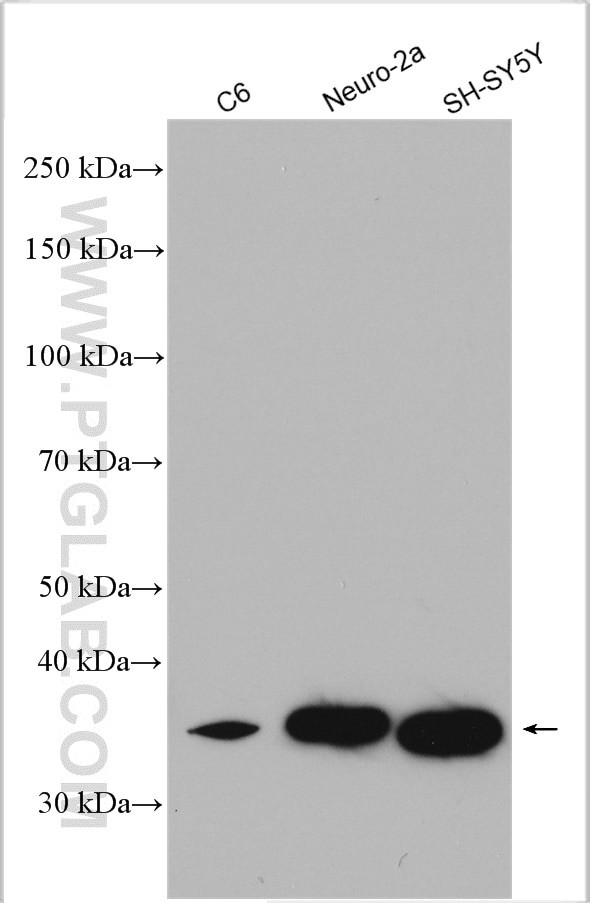 SFXN3 Antibody in Western Blot (WB)