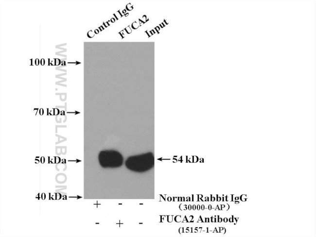 FUCA2 Antibody in Immunoprecipitation (IP)