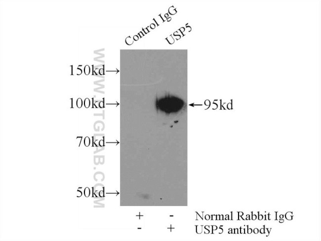 USP5 Antibody in Immunoprecipitation (IP)