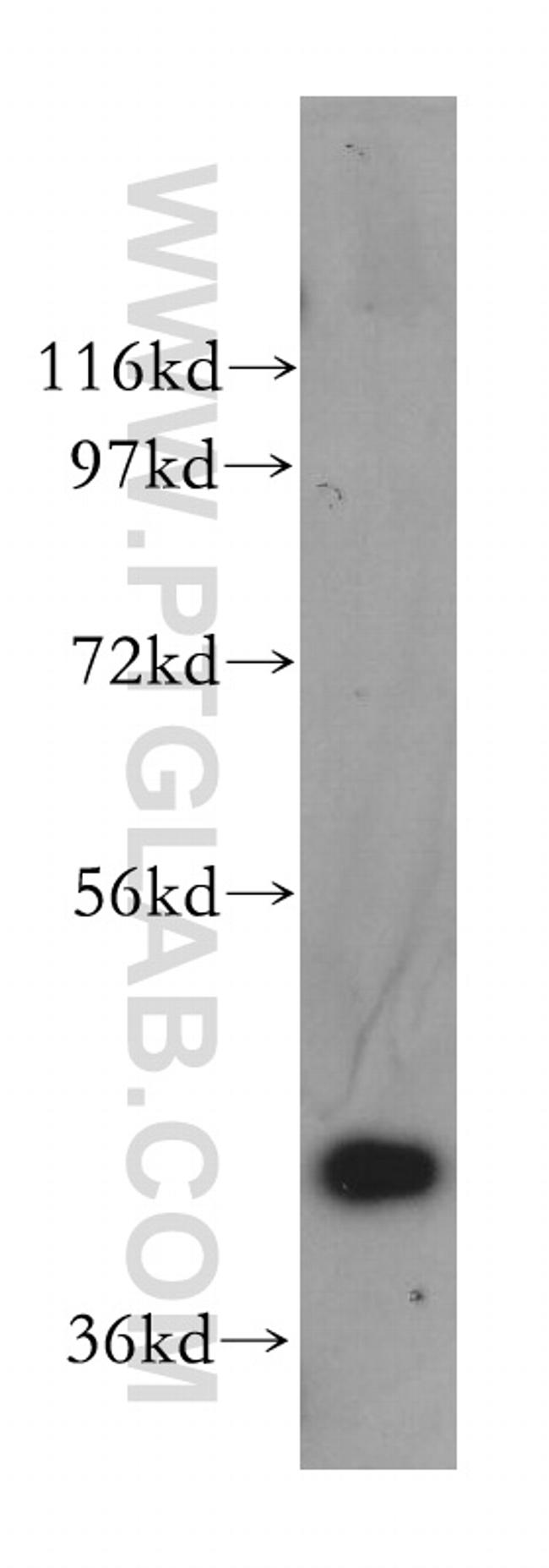 NANS Antibody in Western Blot (WB)