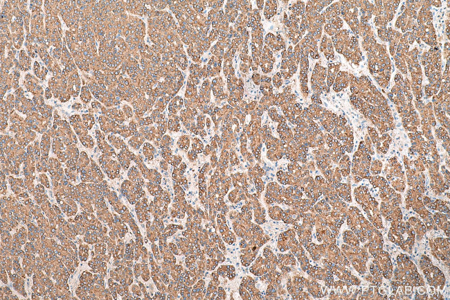 SIGMAR1 Antibody in Immunohistochemistry (Paraffin) (IHC (P))