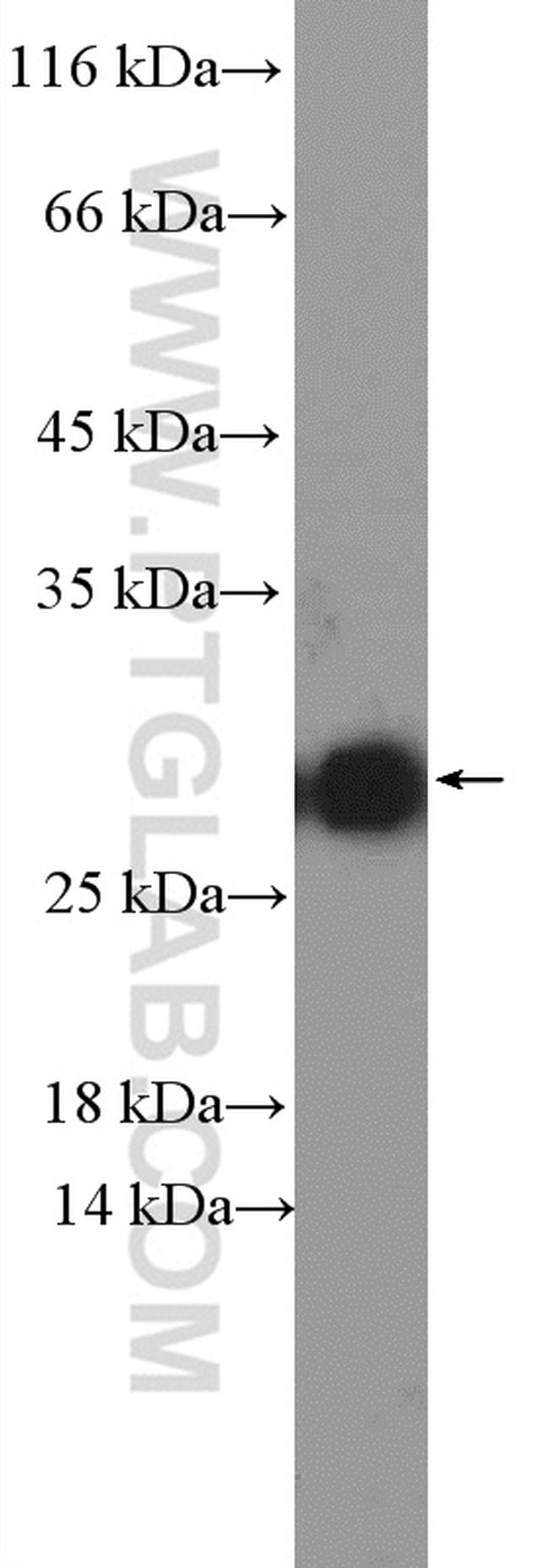 SIGMAR1 Antibody in Western Blot (WB)