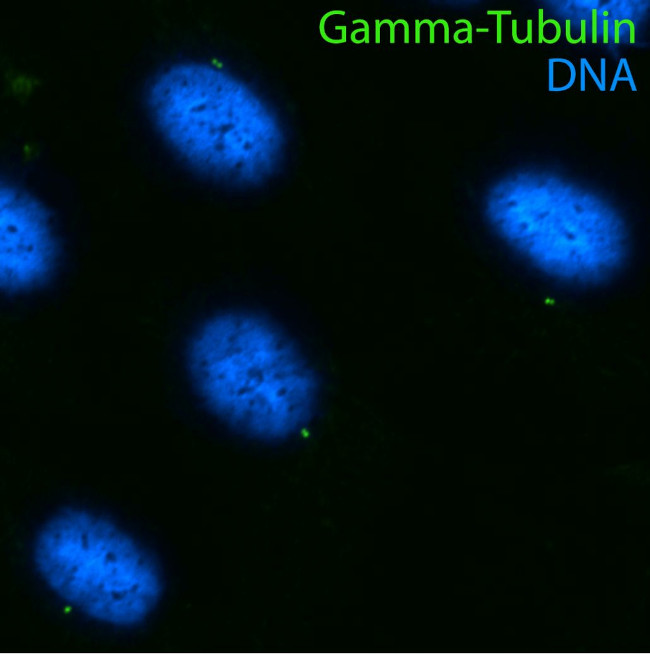 gamma Tubulin Antibody in Immunocytochemistry (ICC/IF)