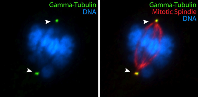 gamma Tubulin Antibody in Immunocytochemistry (ICC/IF)