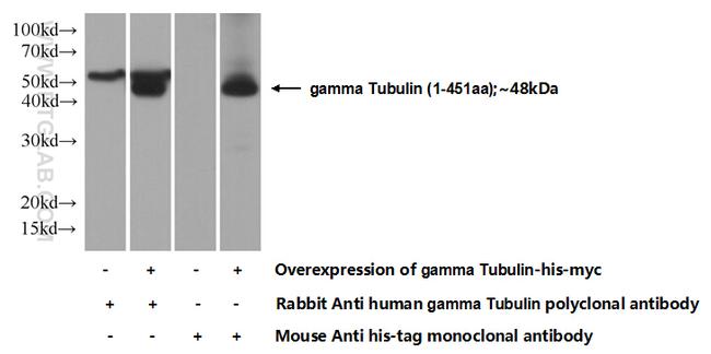 gamma Tubulin Antibody in Western Blot (WB)