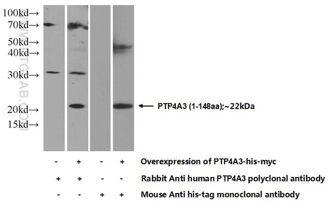 PRL3 Antibody in Western Blot (WB)