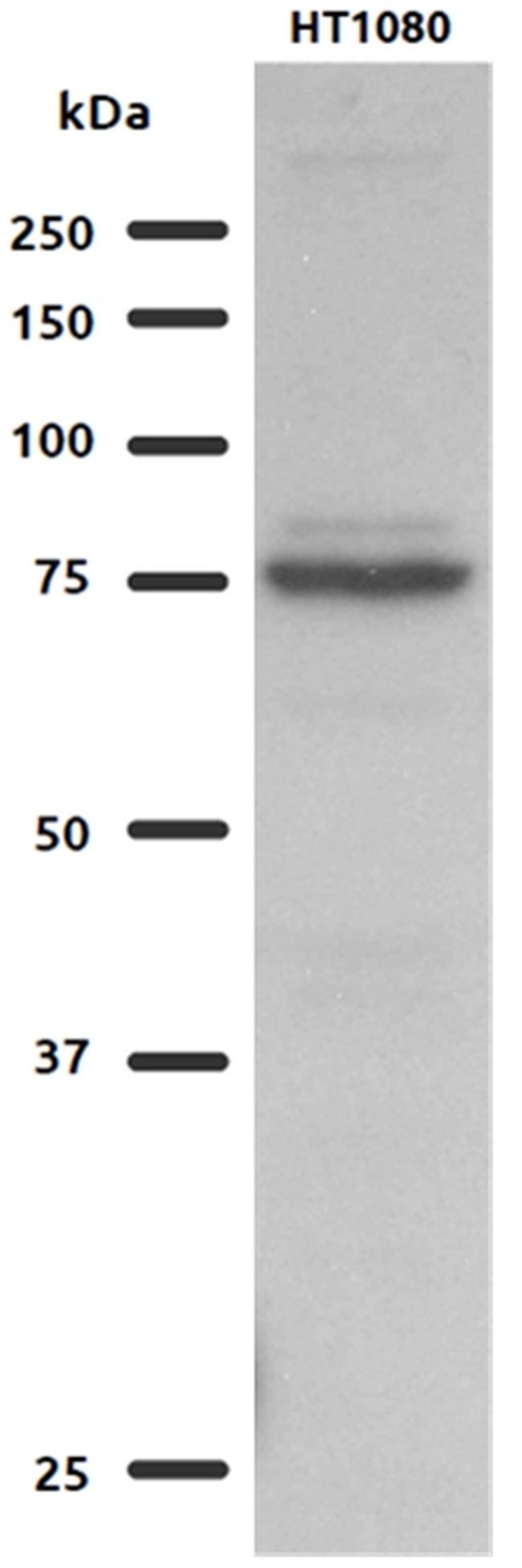 GFPT2 Antibody in Western Blot (WB)