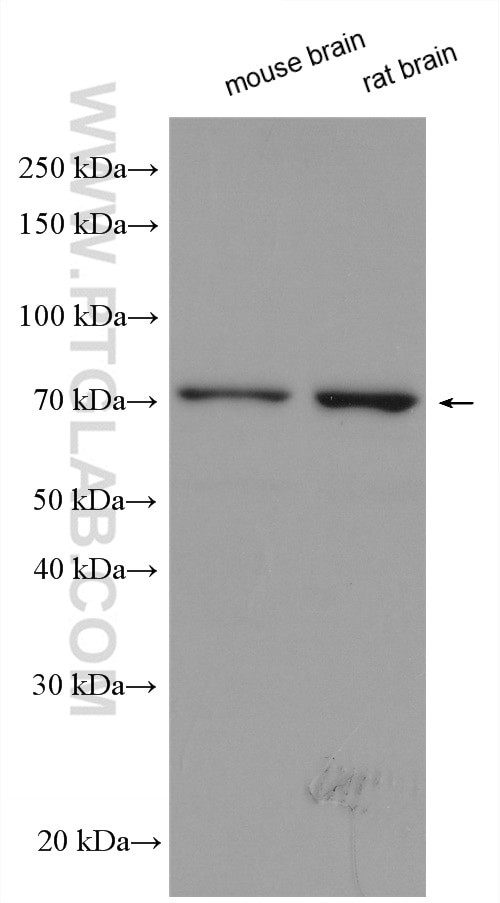 COL4A3BP Antibody in Western Blot (WB)