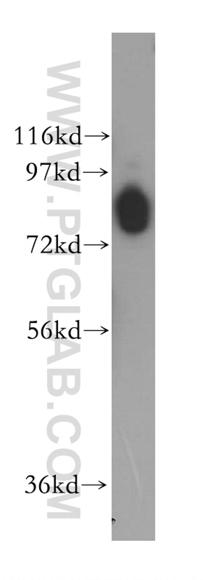 COL4A3BP Antibody in Western Blot (WB)