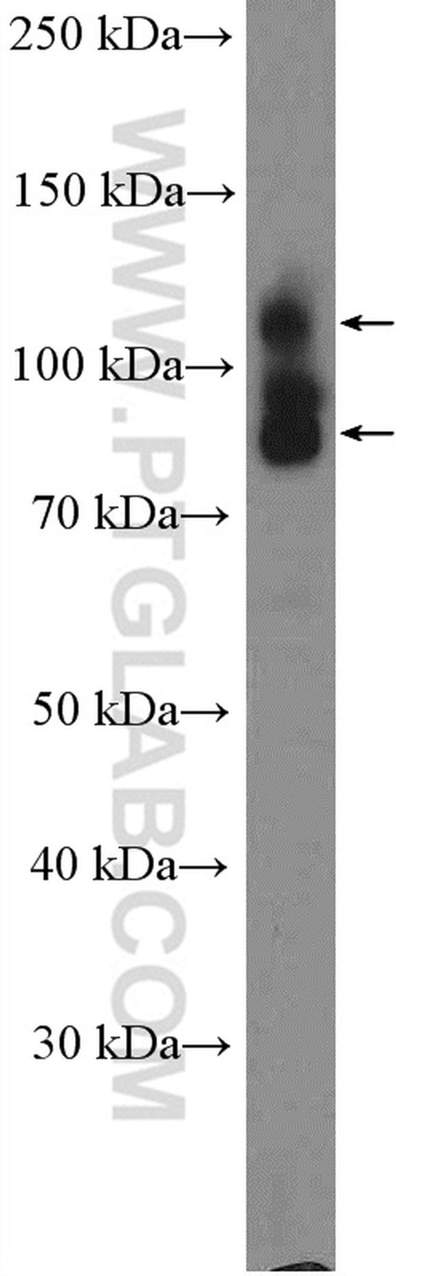 CD98 Antibody in Western Blot (WB)