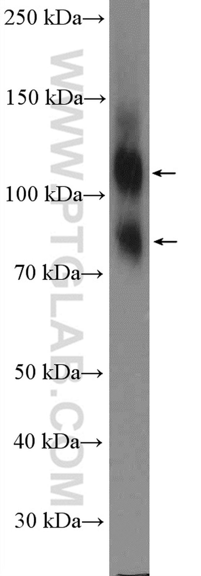 CD98 Antibody in Western Blot (WB)