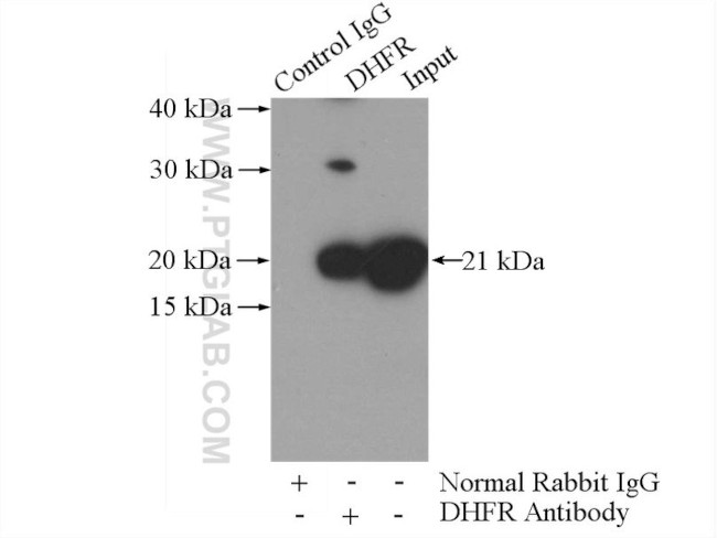 DHFR Antibody in Immunoprecipitation (IP)