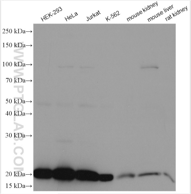 DHFR Antibody in Western Blot (WB)