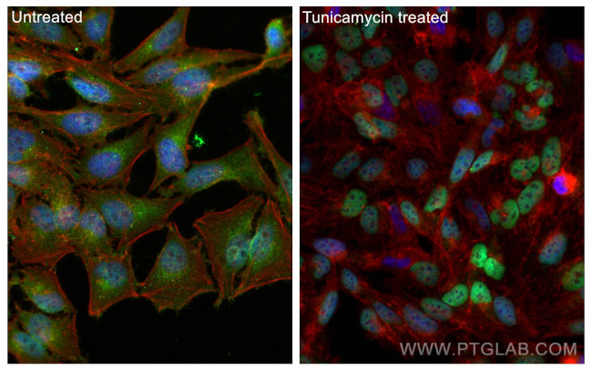 CHOP Antibody in Immunocytochemistry (ICC/IF)