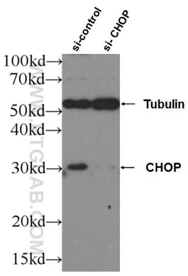 CHOP Antibody in Western Blot (WB)