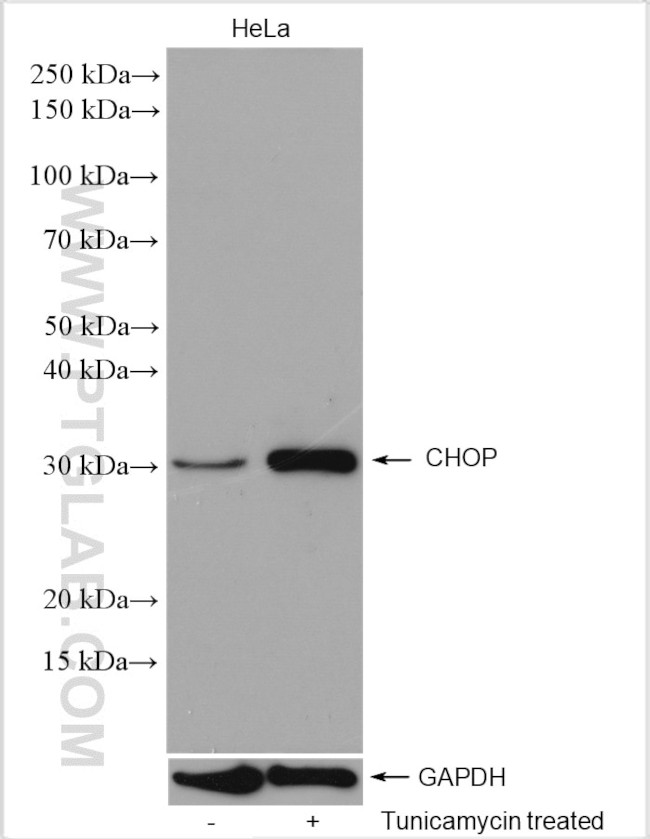 CHOP Antibody in Western Blot (WB)