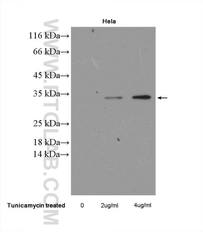 CHOP Antibody in Western Blot (WB)