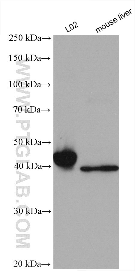 FADS3 Antibody in Western Blot (WB)