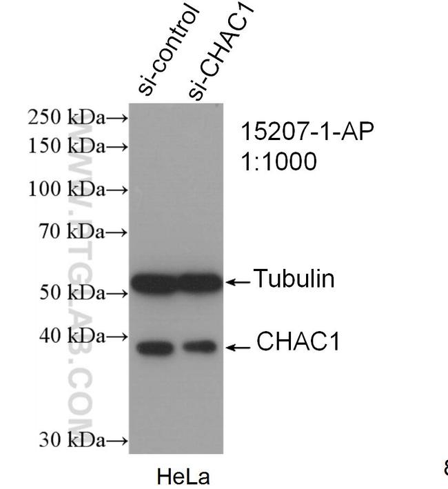 CHAC1 Antibody in Western Blot (WB)