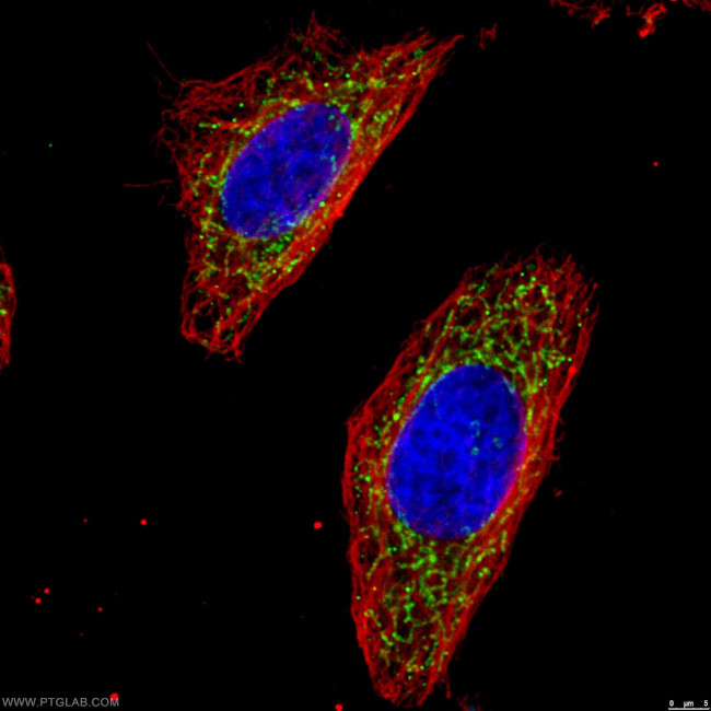 OGDH Antibody in Immunocytochemistry (ICC/IF)