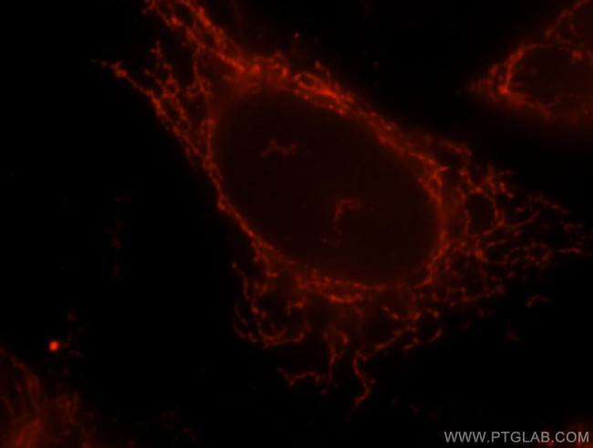 OGDH Antibody in Immunocytochemistry (ICC/IF)