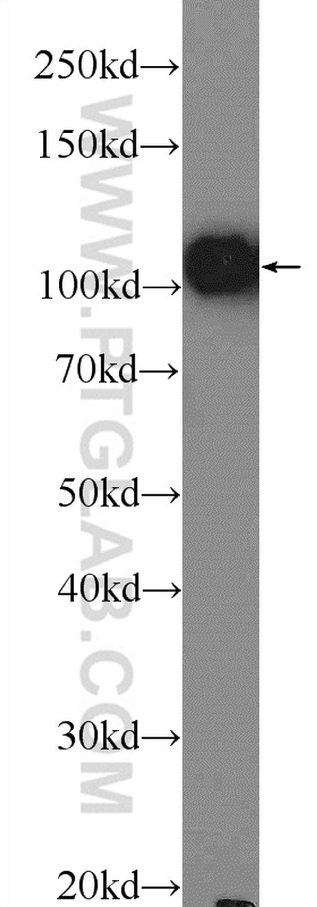 OGDH Antibody in Western Blot (WB)