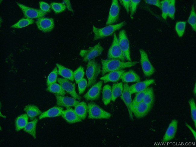 PTGES3 Antibody in Immunocytochemistry (ICC/IF)