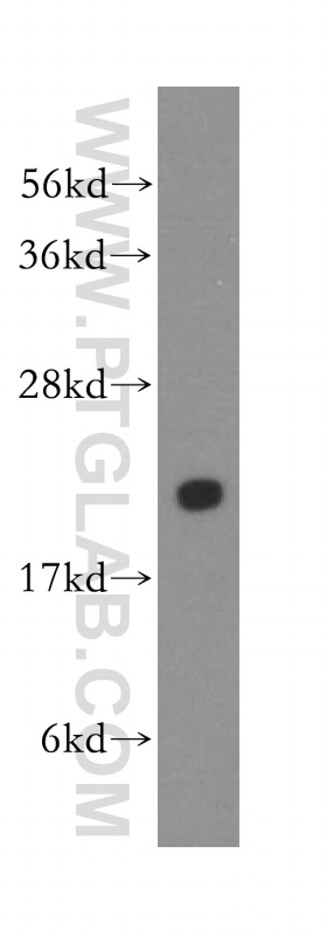 PTGES3 Antibody in Western Blot (WB)