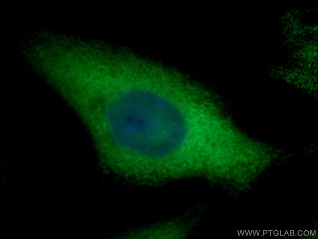 PTGES3 Antibody in Immunocytochemistry (ICC/IF)