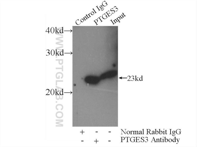 PTGES3 Antibody in Immunoprecipitation (IP)