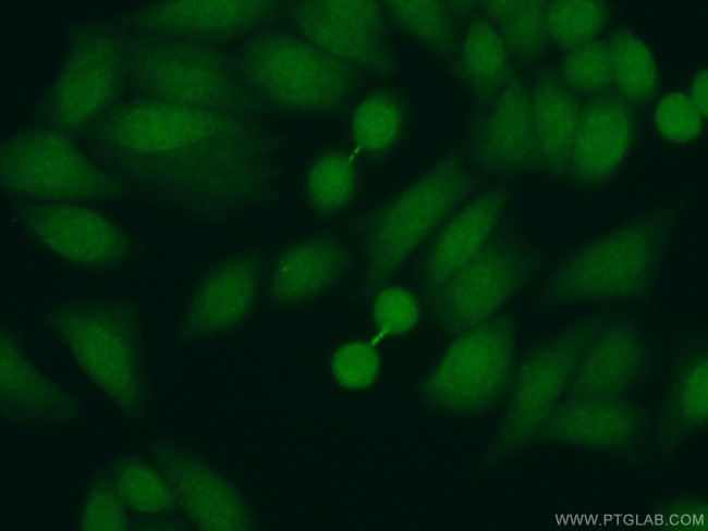 PSMA7 Antibody in Immunocytochemistry (ICC/IF)