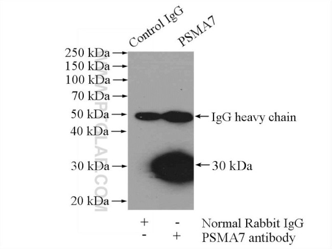 PSMA7 Antibody in Immunoprecipitation (IP)