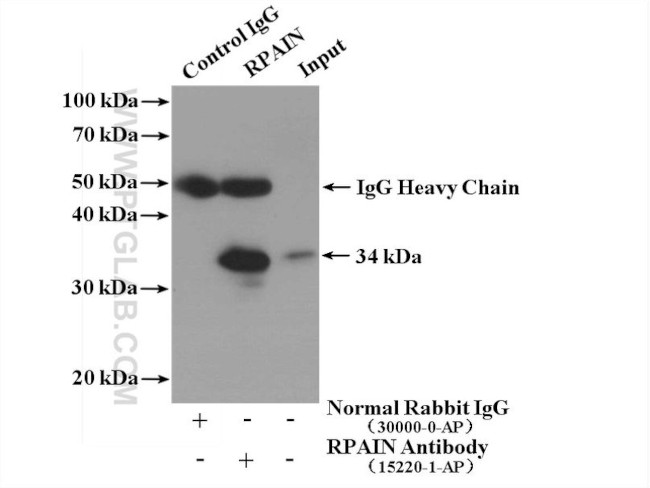 RPAIN Antibody in Immunoprecipitation (IP)