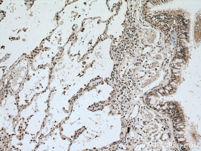 MAEA Antibody in Immunohistochemistry (Paraffin) (IHC (P))