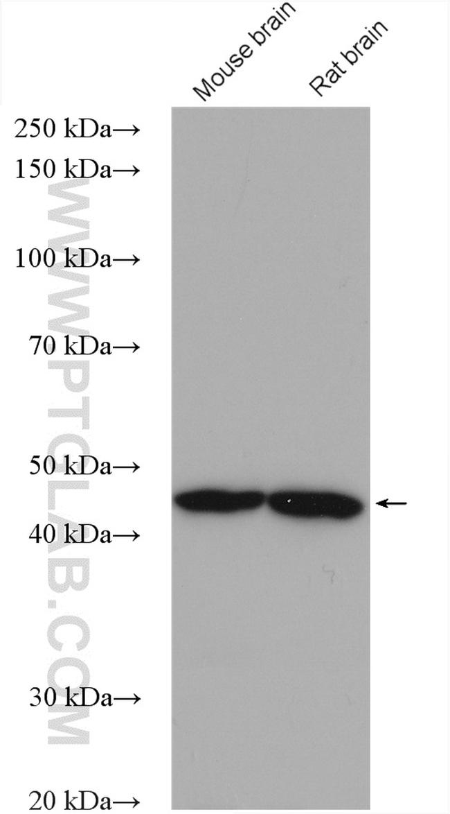 NCK1 Antibody in Western Blot (WB)