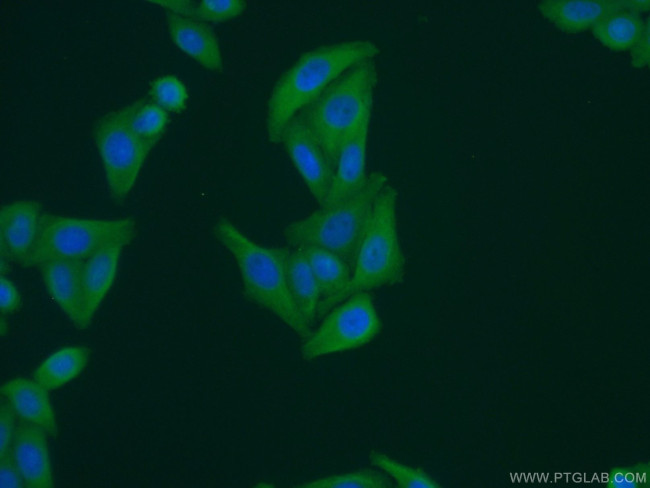 GEMIN8 Antibody in Immunocytochemistry (ICC/IF)