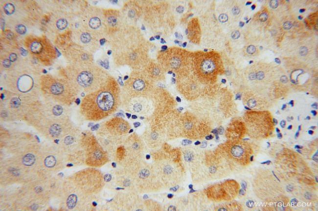 GEMIN8 Antibody in Immunohistochemistry (Paraffin) (IHC (P))