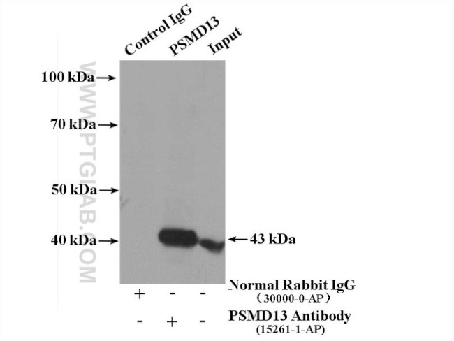 PSMD13 Antibody in Immunoprecipitation (IP)