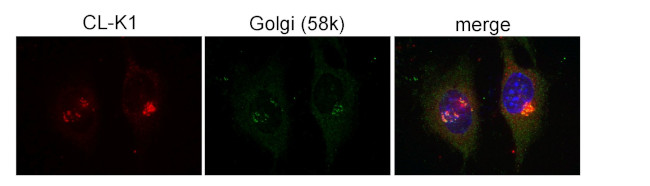 COLEC11 Antibody in Immunocytochemistry (ICC/IF)