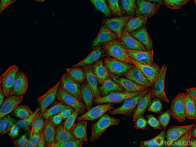 VAPA Antibody in Immunocytochemistry (ICC/IF)