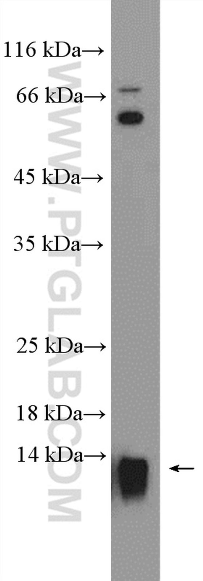 EIF1 Antibody in Western Blot (WB)