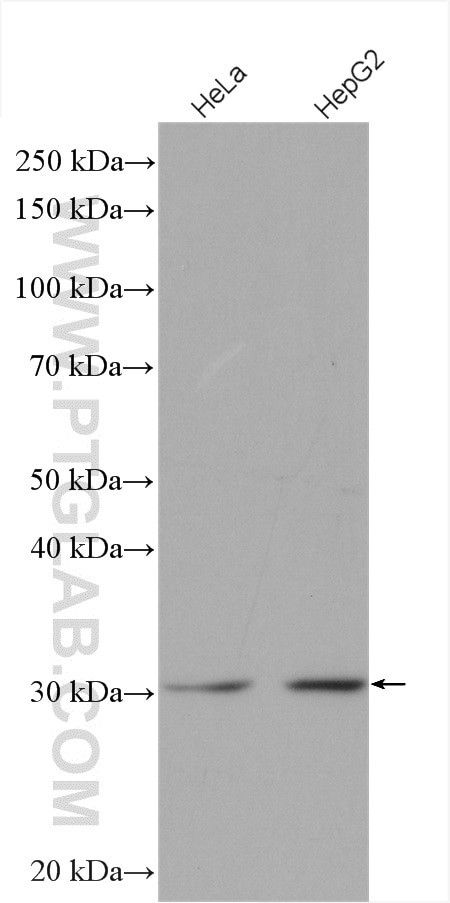 DHRS4 Antibody in Western Blot (WB)