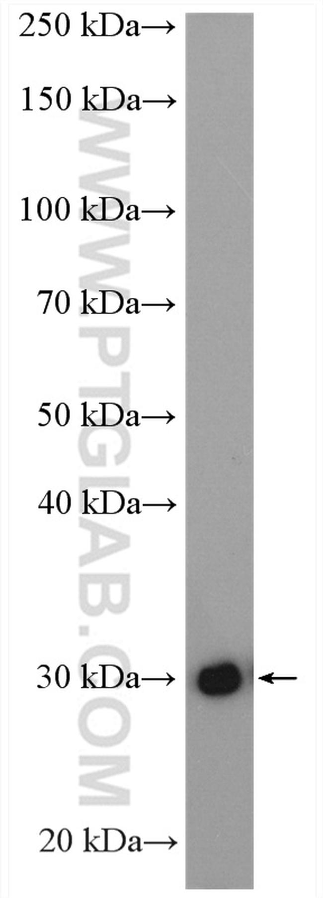 DHRS4 Antibody in Western Blot (WB)