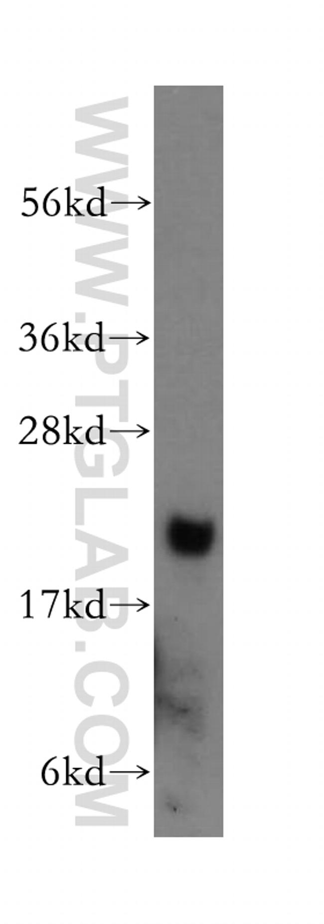 ARF5 Antibody in Western Blot (WB)