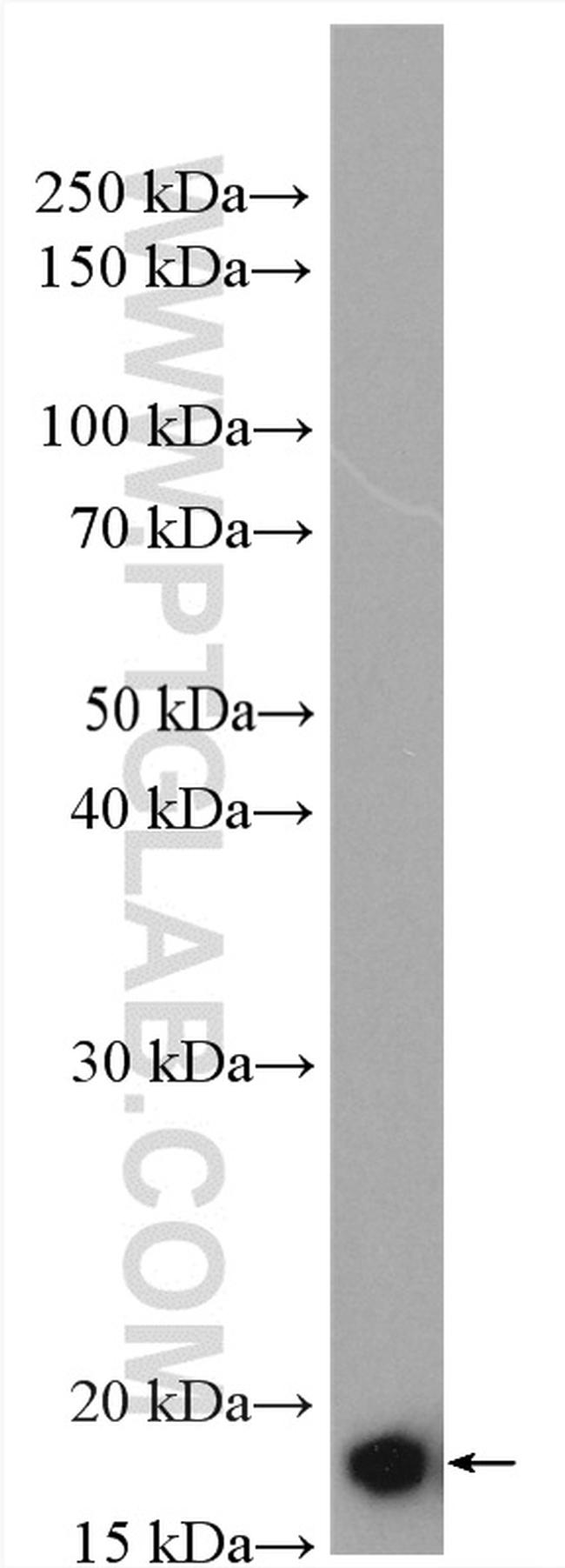 ARF5 Antibody in Western Blot (WB)