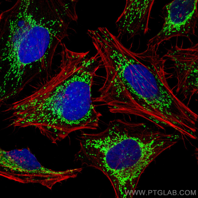 HSP60 Antibody in Immunocytochemistry (ICC/IF)