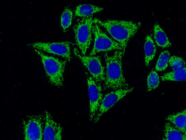 HSP60 Antibody in Immunocytochemistry (ICC/IF)