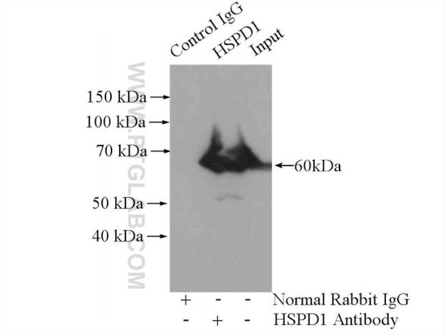 HSP60 Antibody in Immunoprecipitation (IP)