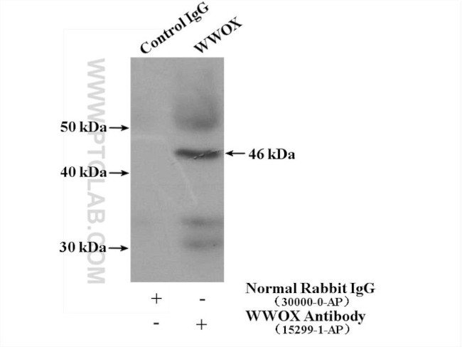 WWOX Antibody in Immunoprecipitation (IP)