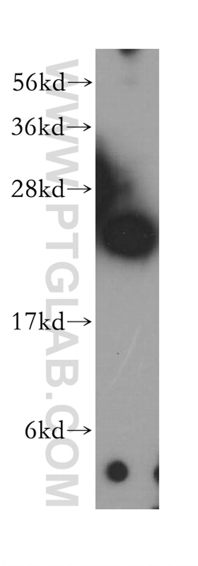 NDUFV2 Antibody in Western Blot (WB)